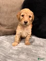 Mixed Breed Puppy 4