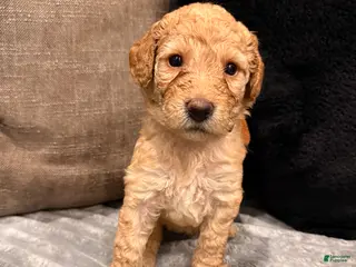 Mixed Breed dogs Mixed Breed Puppy 4 - Ad 7