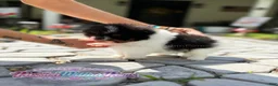 Pomeranian dogs for sale: Little Mars - Ad 5