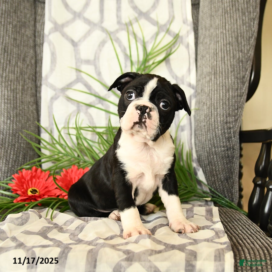 Boston Terrier dogs Forrest - Ad 12