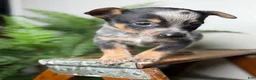 Australian Cattle Dog dogs for sale: Rudis - Ad 8