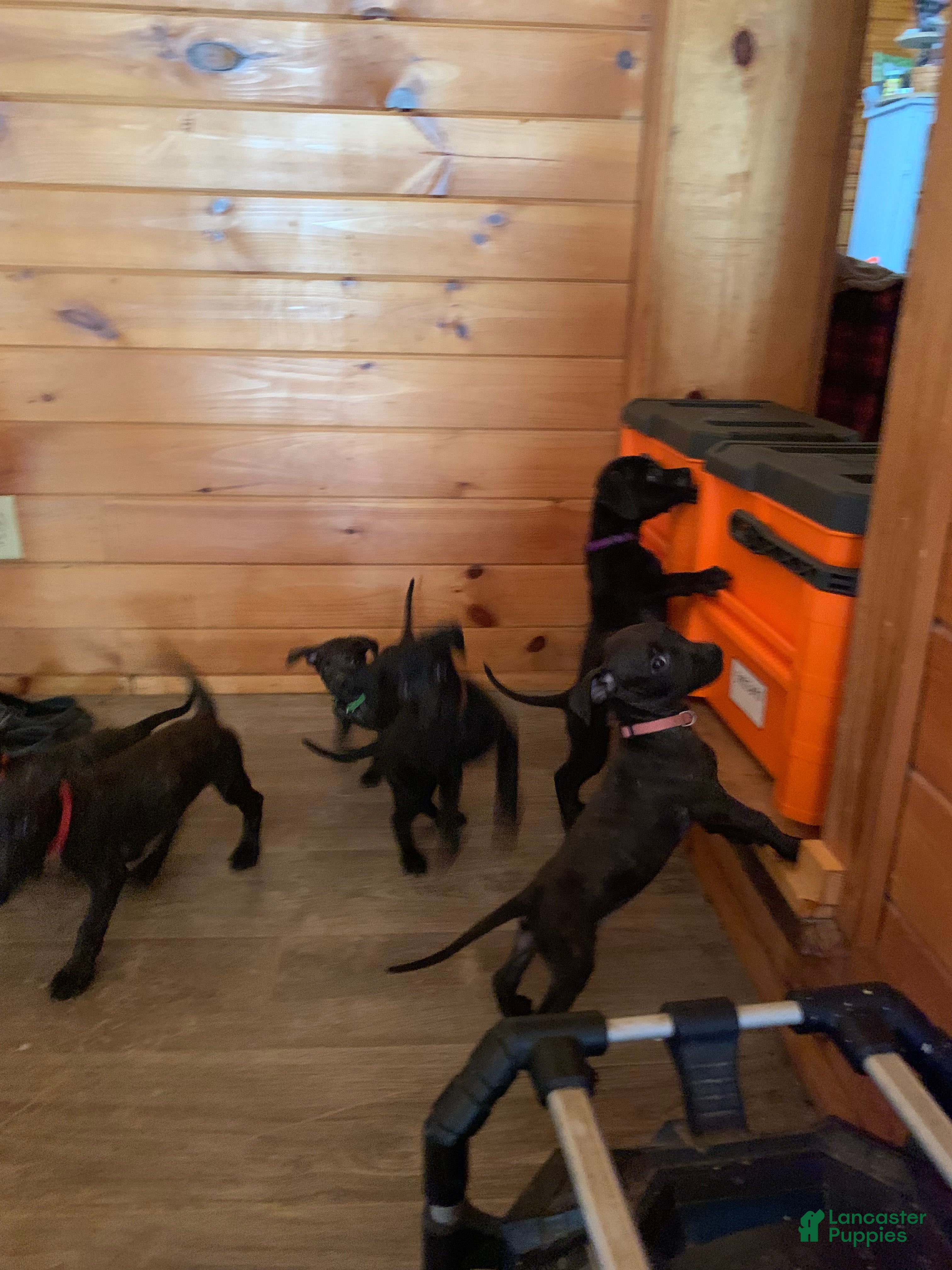 Mixed Breed dogs Mixed Breed 13 - Ad 27