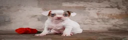 Chihuahua dogs for sale: Fiona - Ad 11