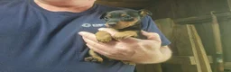Miniature Pinscher dogs for sale: Teddy - Ad 6