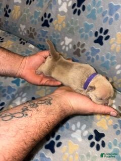 American Bully dogs FEMALE PURPLE COLLAR - Ad 10