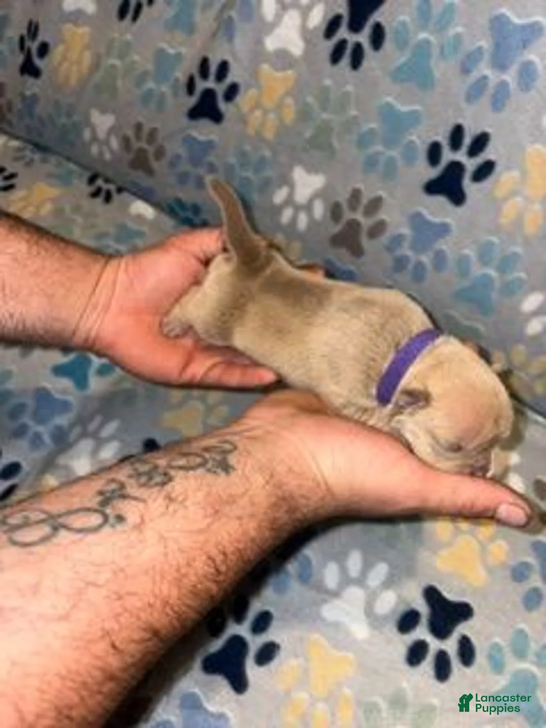 American Bully dogs for sale: FEMALE PURPLE COLLAR - Ad 1