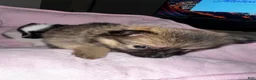 Pomeranian dogs for sale: Beyoncé  - Ad 2