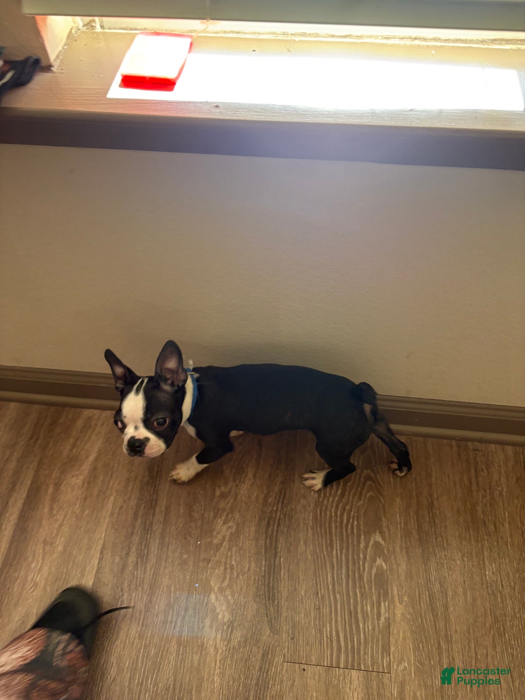 Boston Terrier dogs for sale: Boston Terrier Puppy 1 - Ad 1