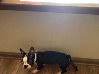 Boston Terrier dogs Boston Terrier Puppy 1 - Ad 2