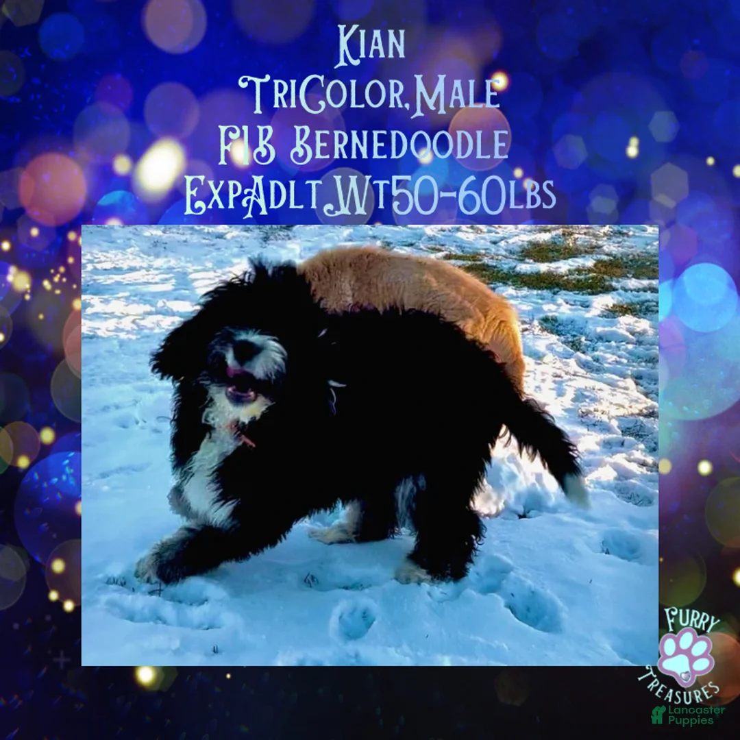 Mini Bernedoodle dogs for sale: Kian “Blue Collar” Male - Ad 11