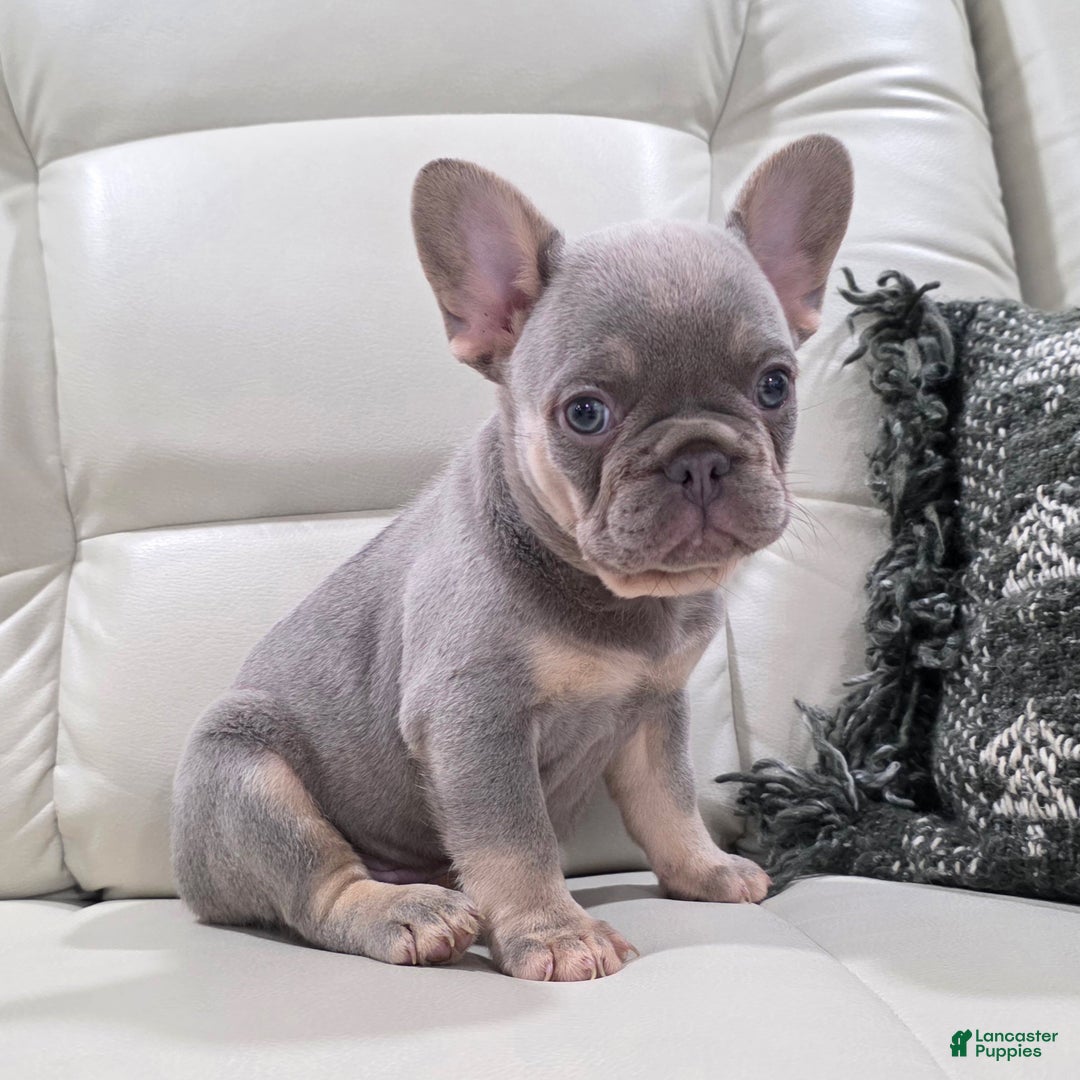French Bulldog dogs for sale: Kane - Ad 11
