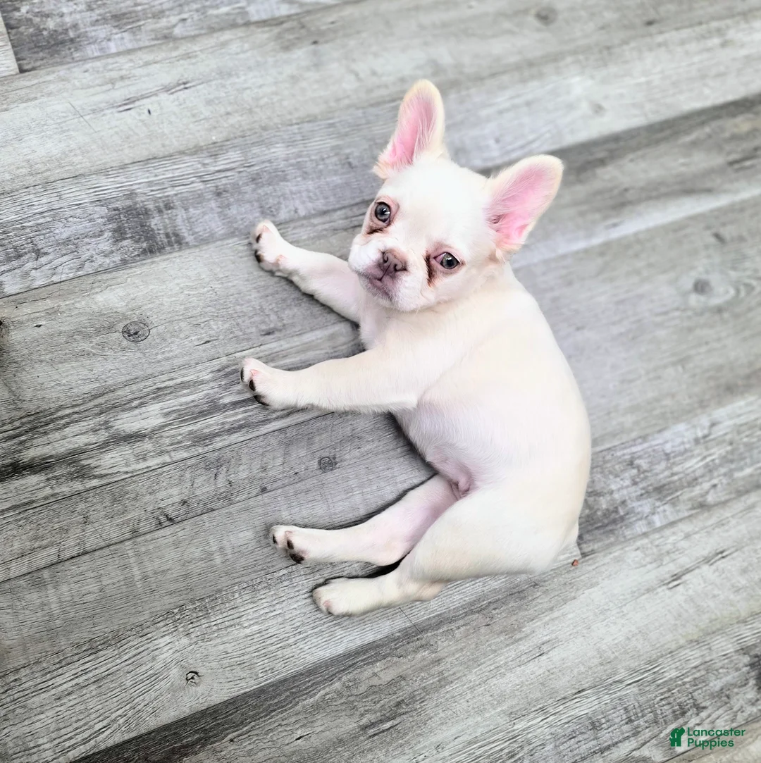 French Bulldog dogs for sale: French Bulldog Puppy 2 - Ad 1