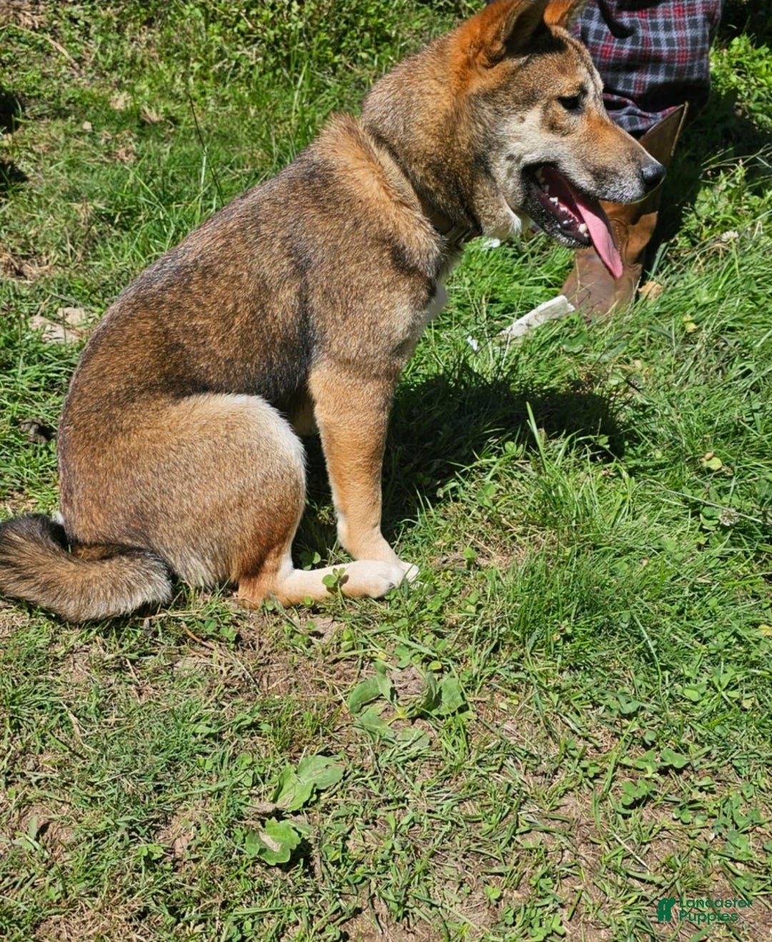 Shiba Inu dogs for sale: Shiba Inu Puppy 1 - Ad 4