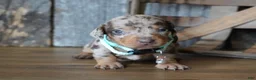 Miniature Dachshund dogs for sale: Jeremiah - Ad 4