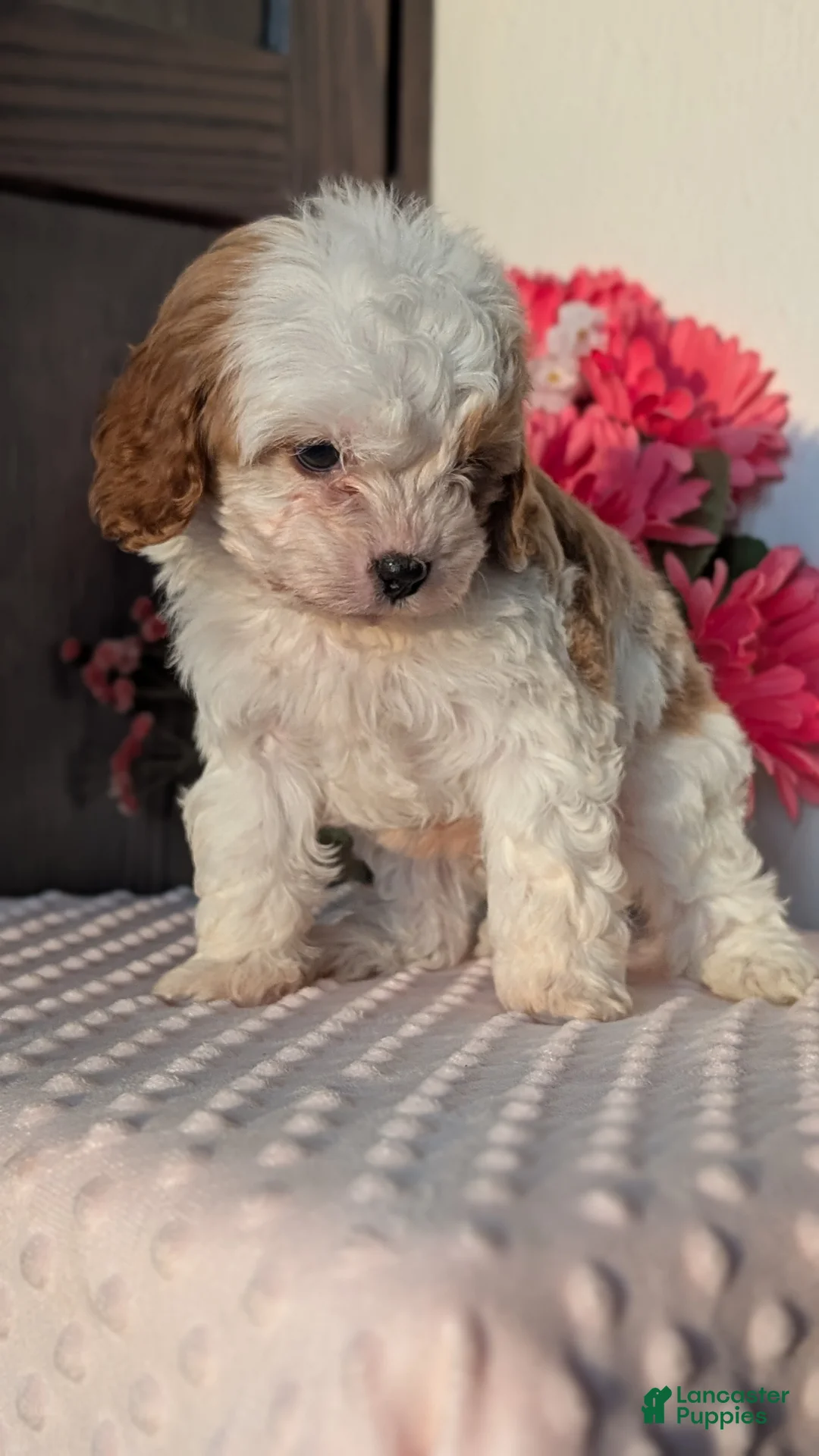 Cavapoo dogs for sale: Tripp - Ad 6