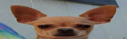 Chihuahua dogs for sale: Magnolia - Ad 4