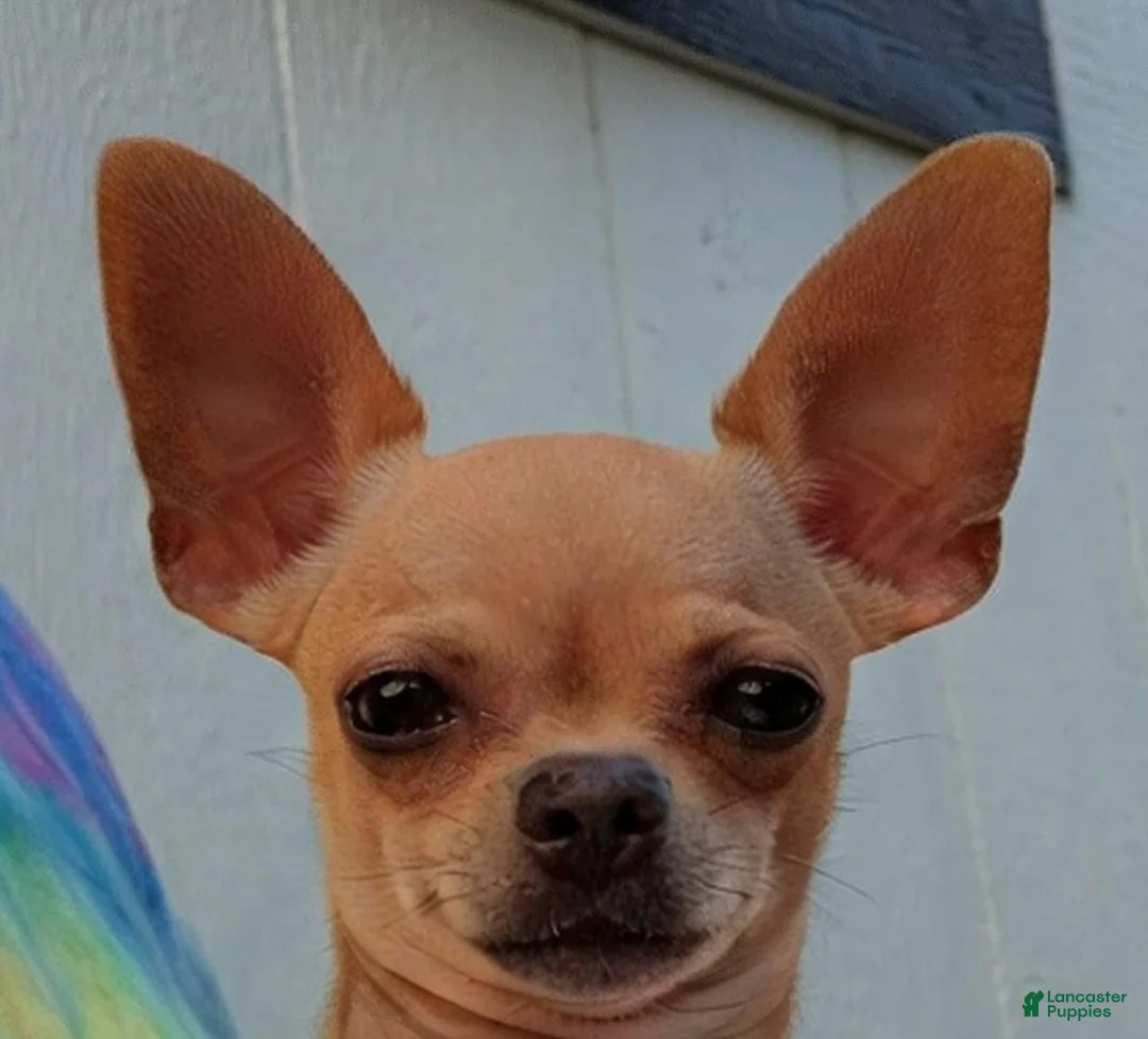 Chihuahua dogs for sale: Magnolia - Ad 4