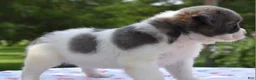 Mixed Breed dogs for sale: Zoey blue pied fluffy  - Ad 7