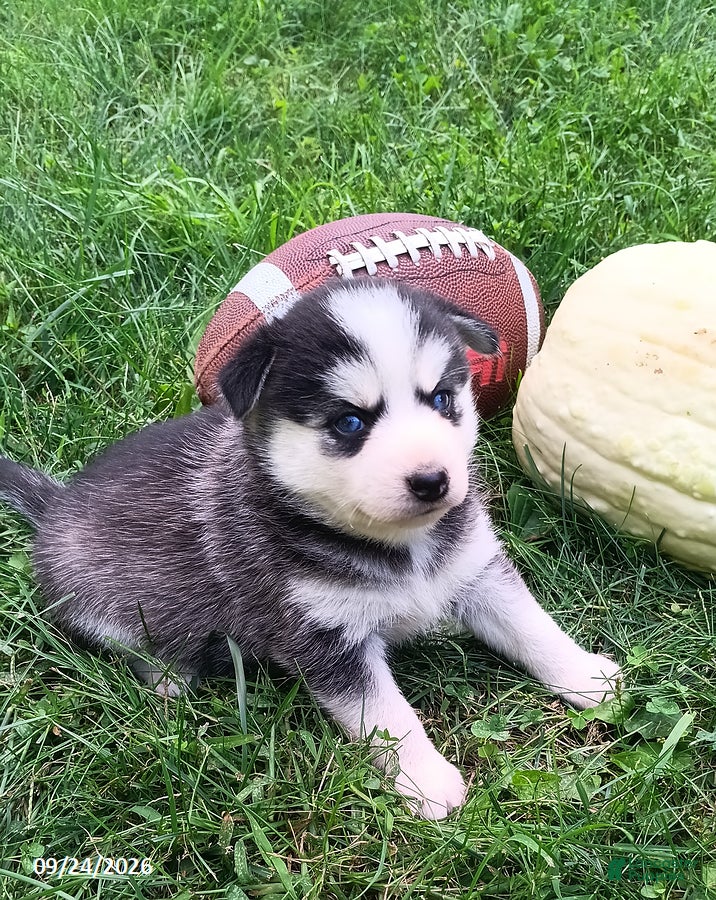 Pomsky dogs Storm - Ad 2