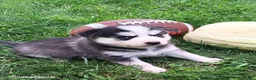 Pomsky dogs for sale: Storm - Ad 2