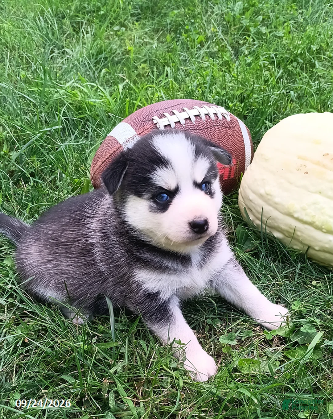 Pomsky dogs for sale: Storm - Ad 2