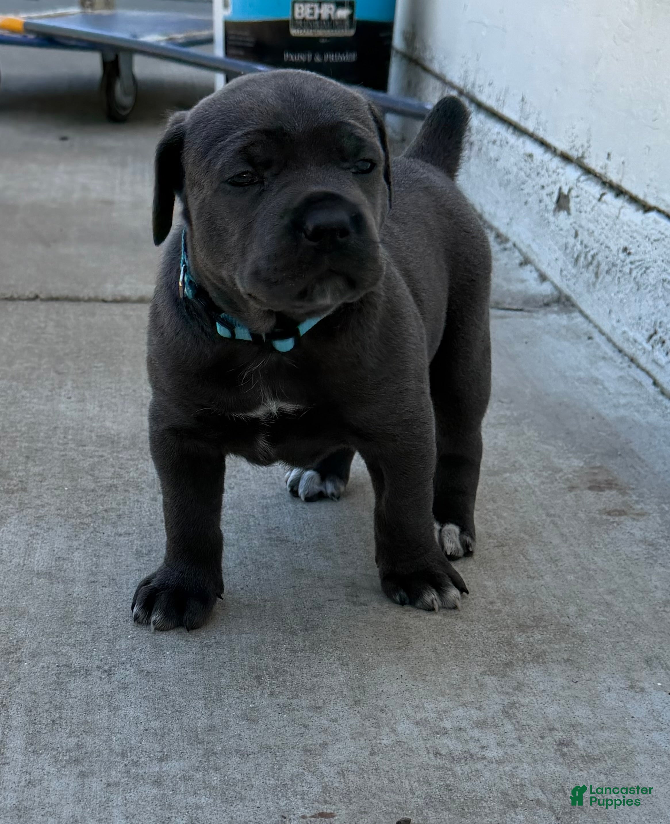 Cane Corso dogs Light Blue - Ad 1