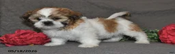Shih Tzu dogs for sale: Jill - Ad 2