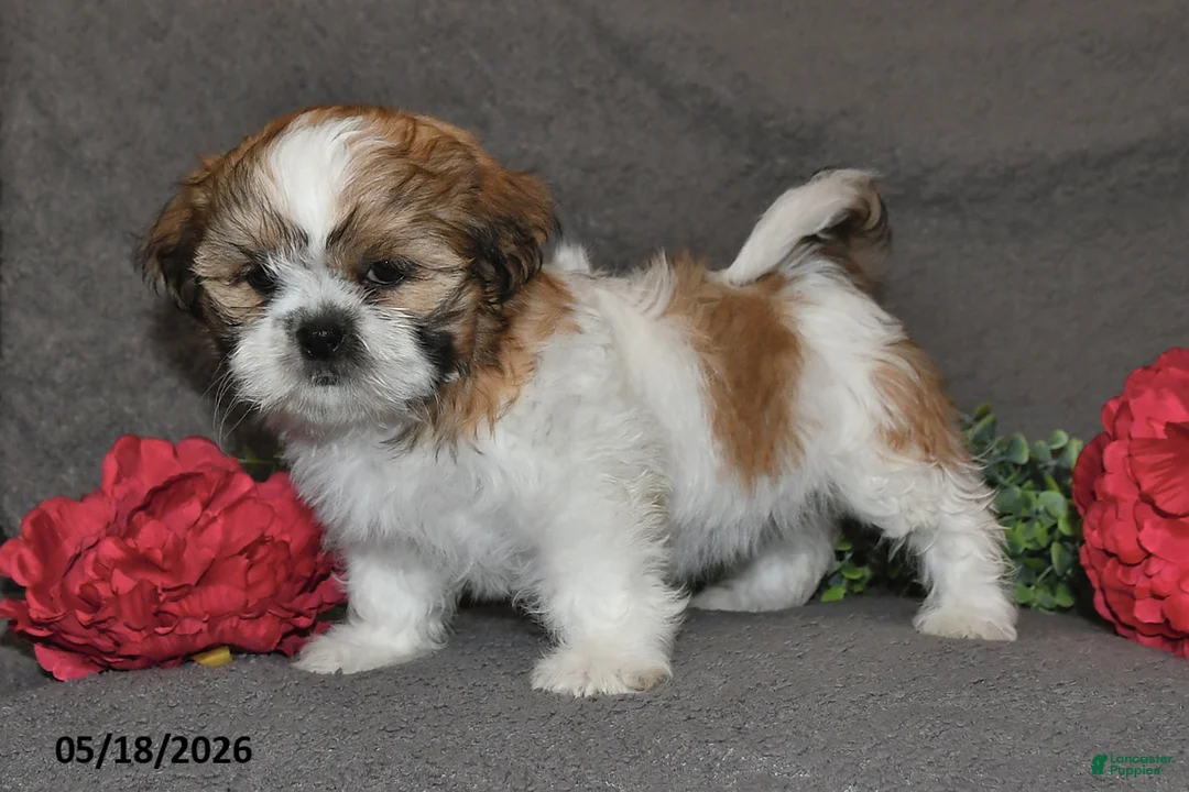 Shih Tzu dogs for sale: Jill - Ad 2