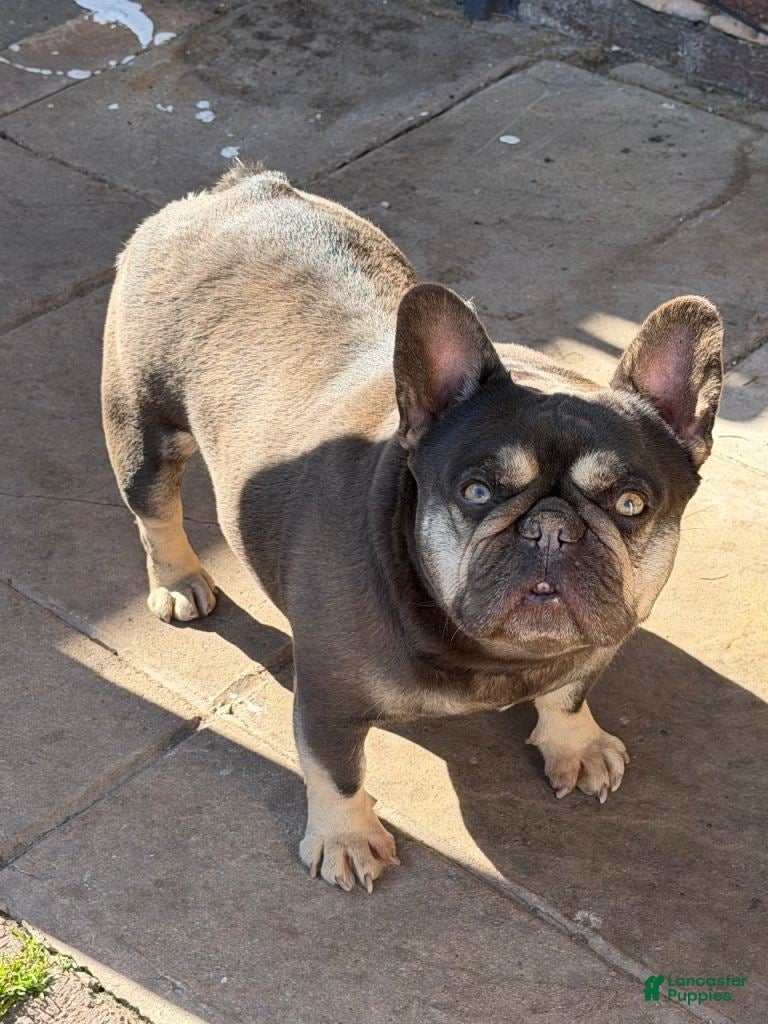 French Bulldog dogs for sale: French Bulldog Puppy 4 - Ad 2