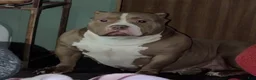 American Bully dogs for sale: A’terra - Ad 11