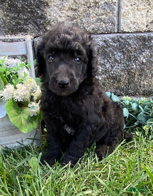 Standard Poodle dogs Teddy- genetic clear - Ad 2
