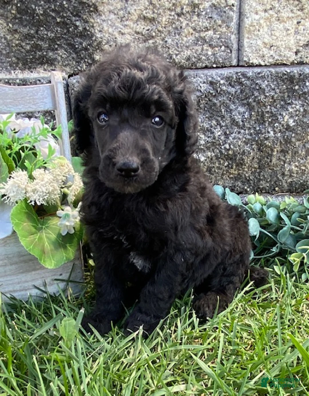Standard Poodle dogs for sale: Teddy- genetic clear - Ad 2