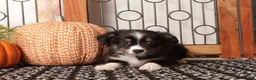 Miniature Australian Shepherd dogs for sale: Sienna - Mini Aussie  - Ad 1