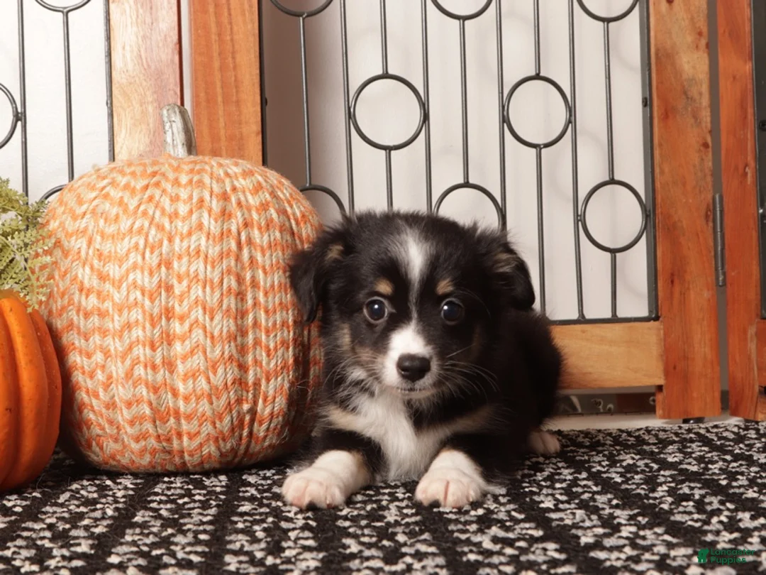 Miniature Australian Shepherd dogs for sale: Sienna - Mini Aussie  - Ad 1