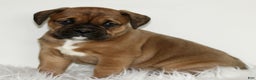 Mixed Breed dogs for sale: Duke  - Ad 1