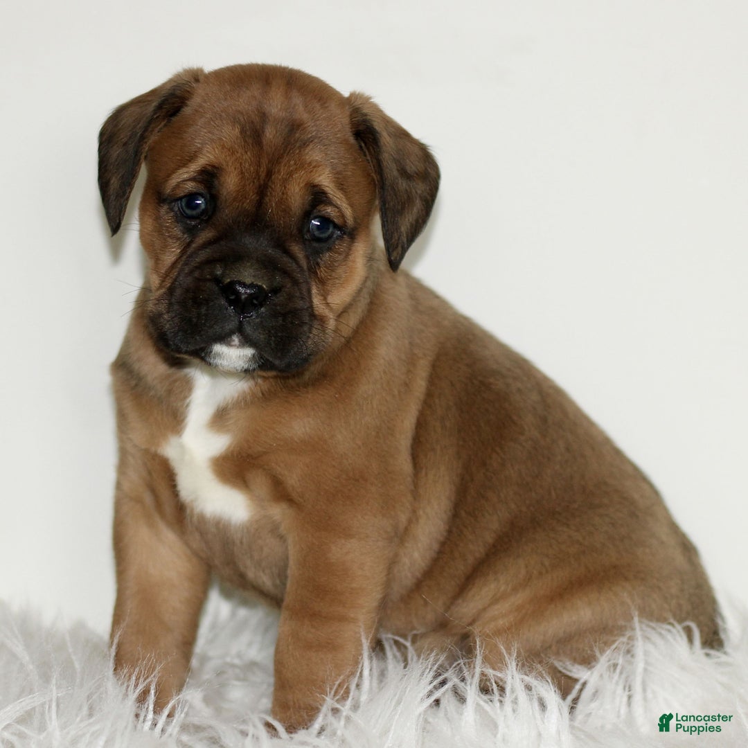 Mixed Breed dogs for sale: Duke  - Ad 1
