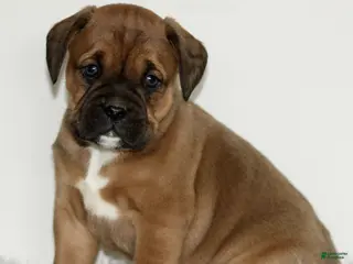 Mixed Breed dogs Duke - Ad 35