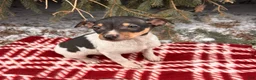 Rat Terrier dogs for sale: Max - Ad 4