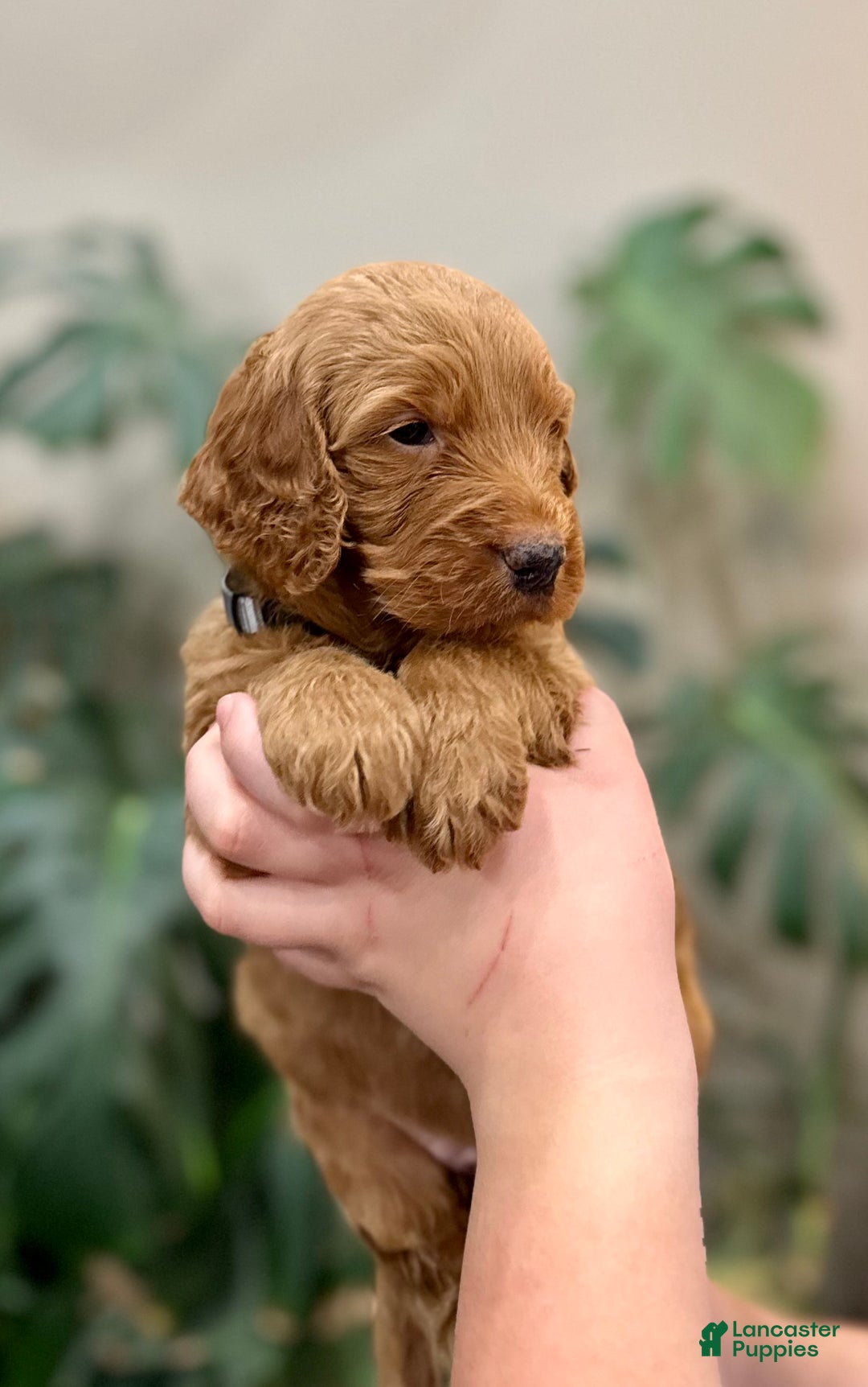 Goldendoodle dogs for sale: Laddie  - Ad 1