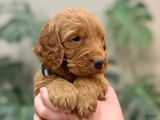 Goldendoodle dogs Laddie - Ad 19