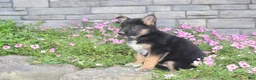 German Shepherd dogs for sale: Ace - Ad 6