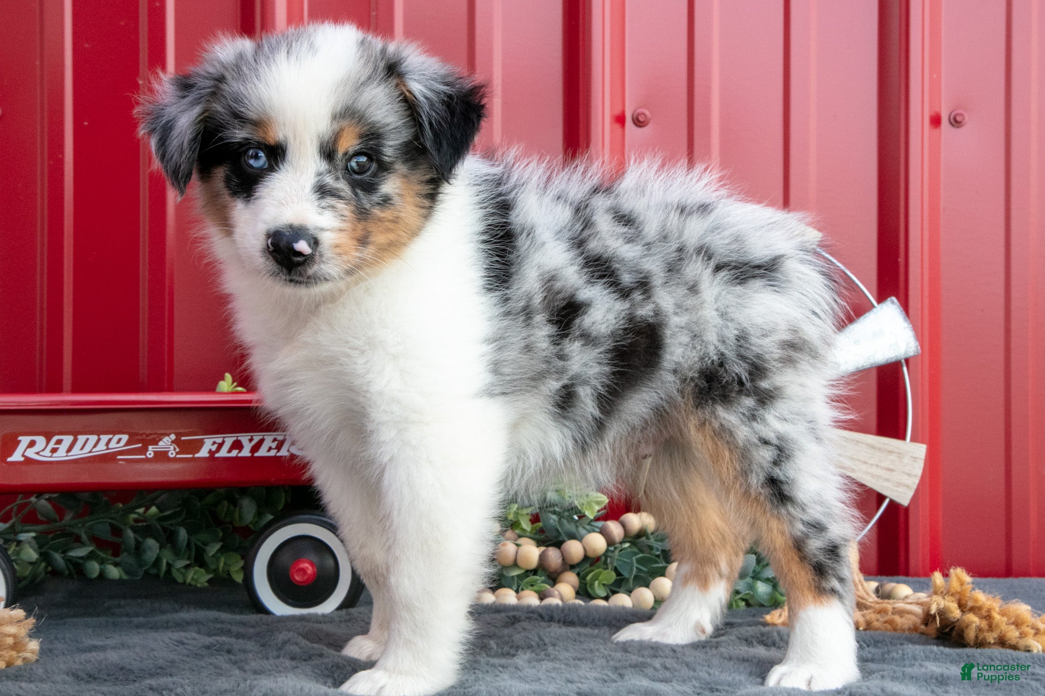 Miniature Australian Shepherd dogs Buster - Ad 2
