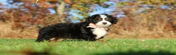 Mini Bernedoodle dogs for sale: Colt - Ad 4