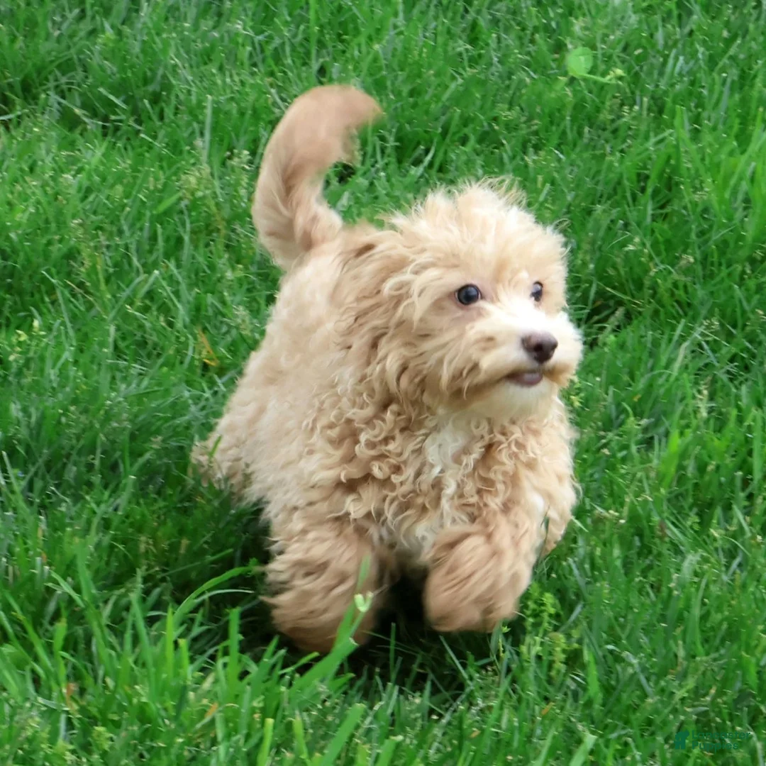 Havapoo dogs for sale: Tommy - Ad 1