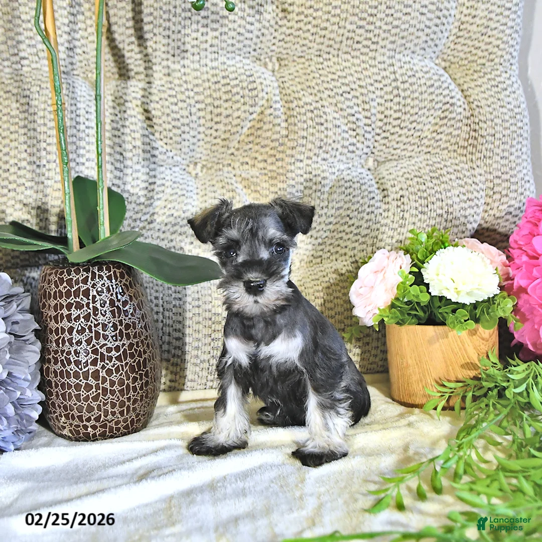 Miniature Schnauzer dogs for sale: Karter - Ad 4
