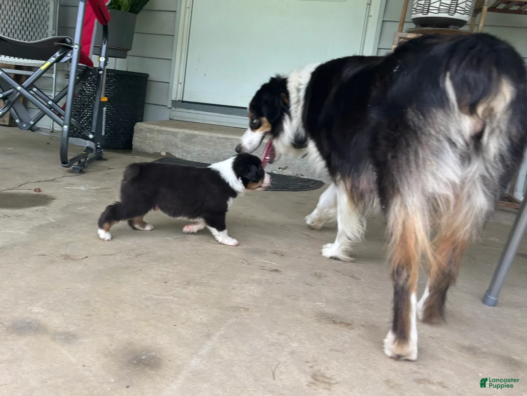 Miniature Australian Shepherd dogs for sale: #5 Black Tri Male - Ad 2