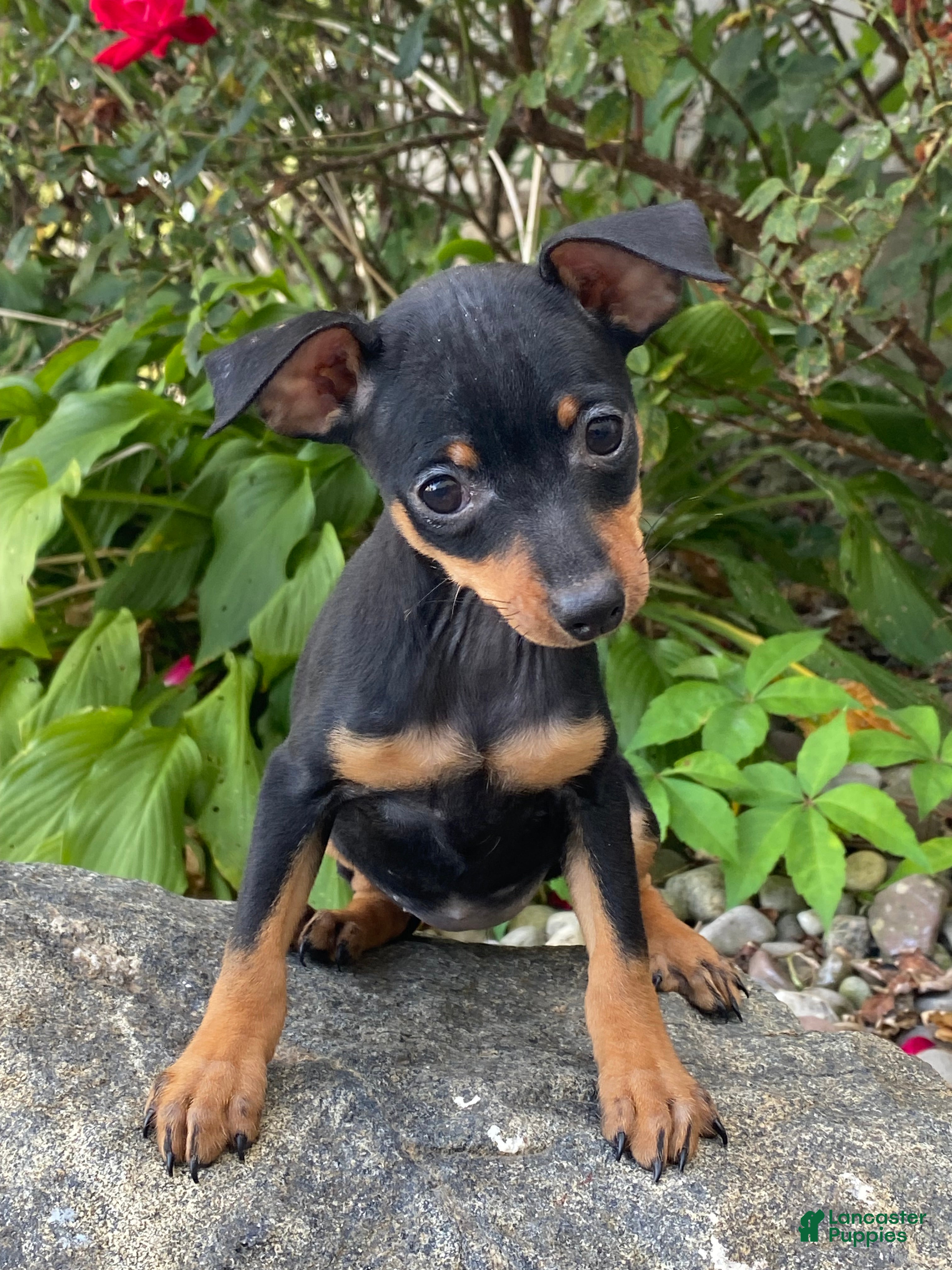 Miniature Pinscher dogs Queenie - Ad 27