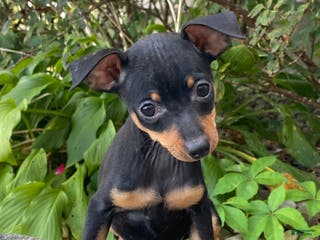 Miniature Pinscher dogs Queenie - Ad 31