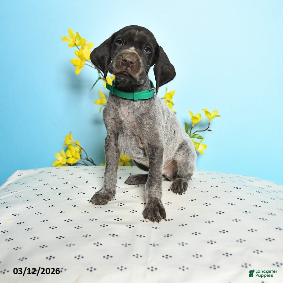 German Shorthaired Pointer dogs Tison - Ad 1
