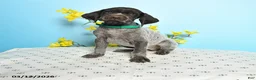 German Shorthaired Pointer dogs for sale: Tison - Ad 1